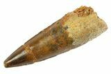 Fossil Spinosaurus Tooth - Real Dinosaur Tooth #346887-1